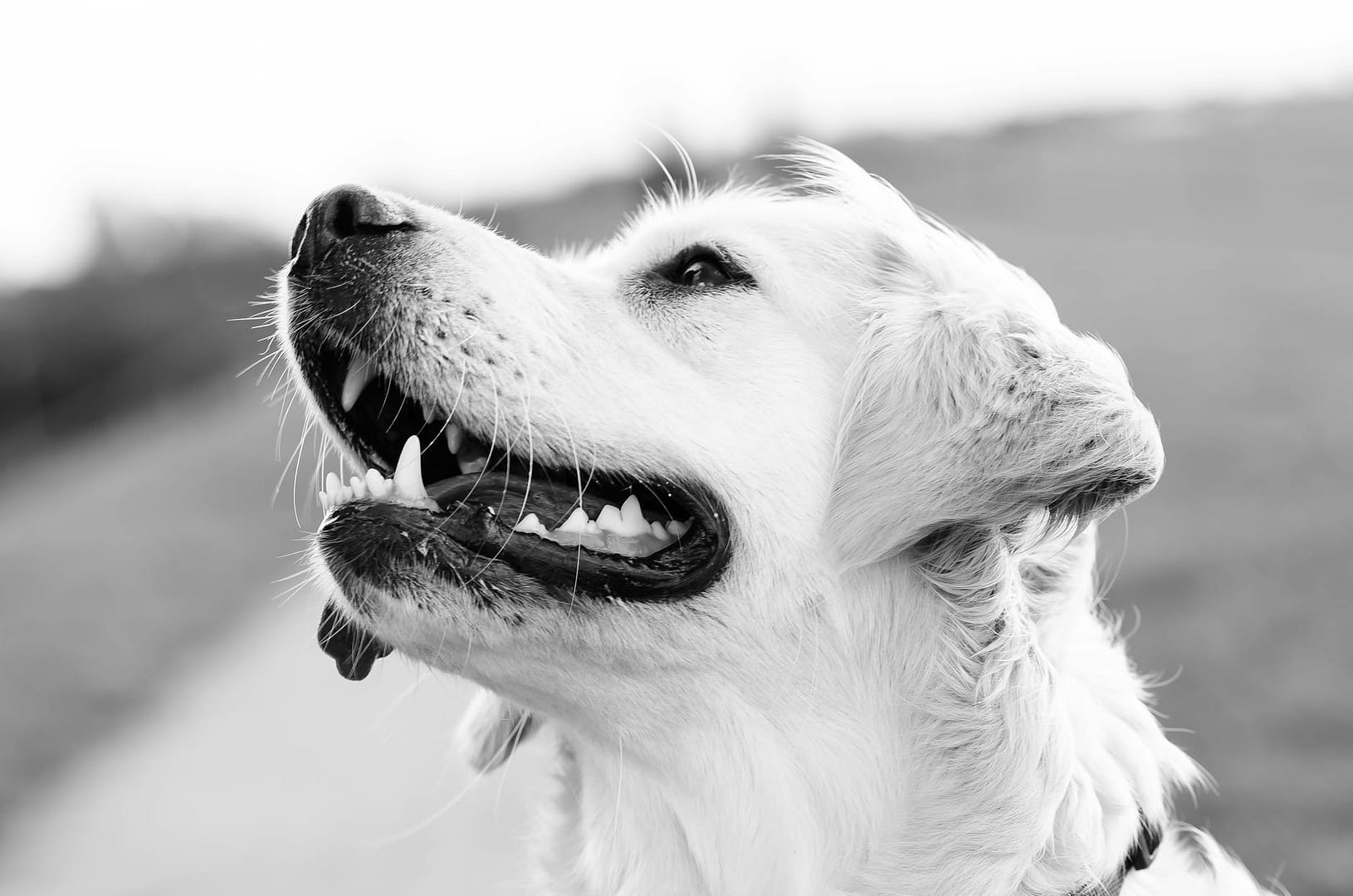 golden retriever greyscale photography
